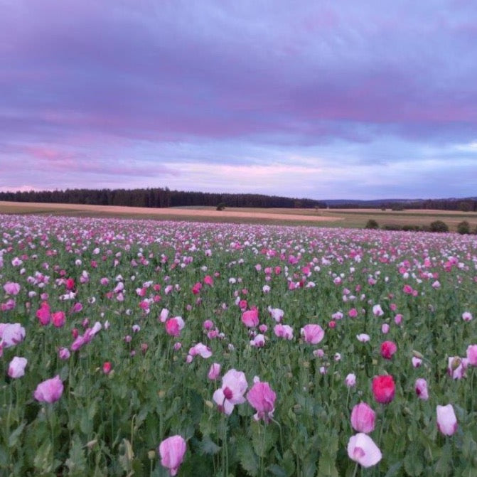 Blaumohn Samen | 1kg