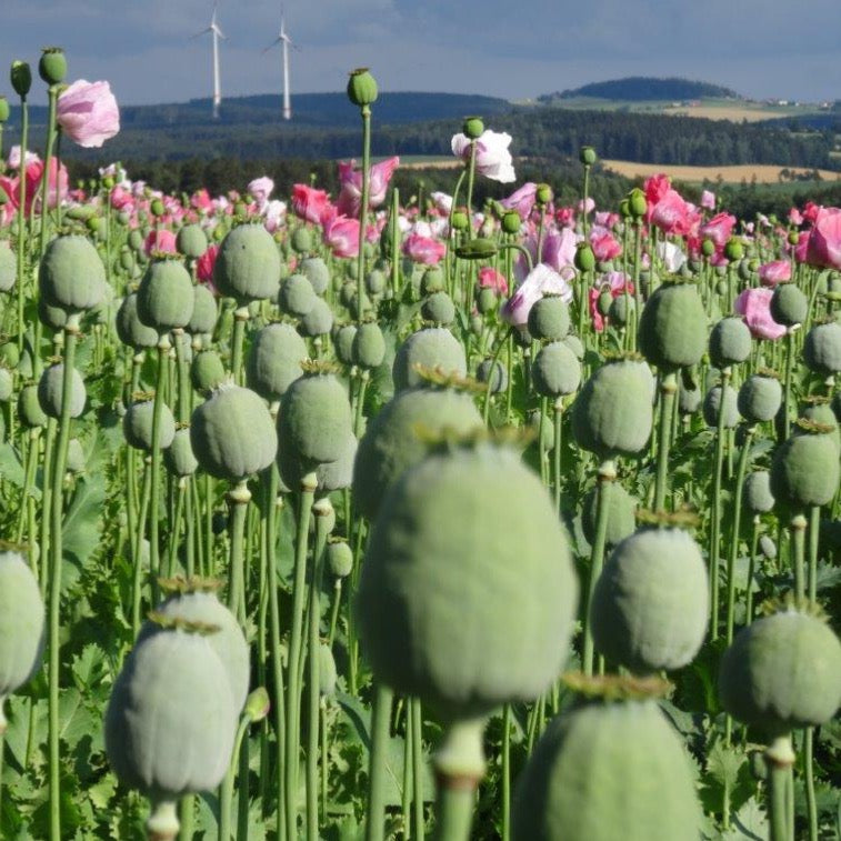 Blaumohn Samen | 1kg