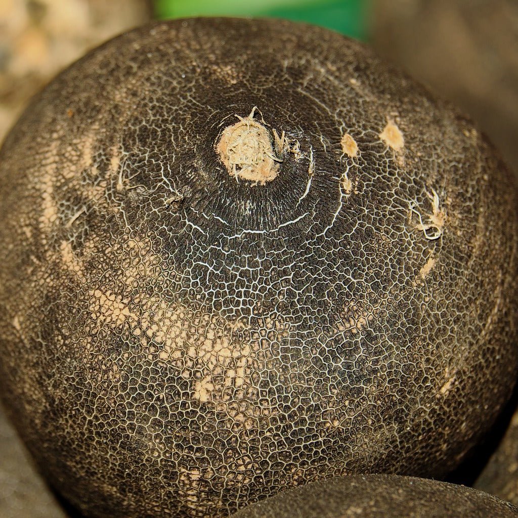 Schwarzer Rettich | Kiloware