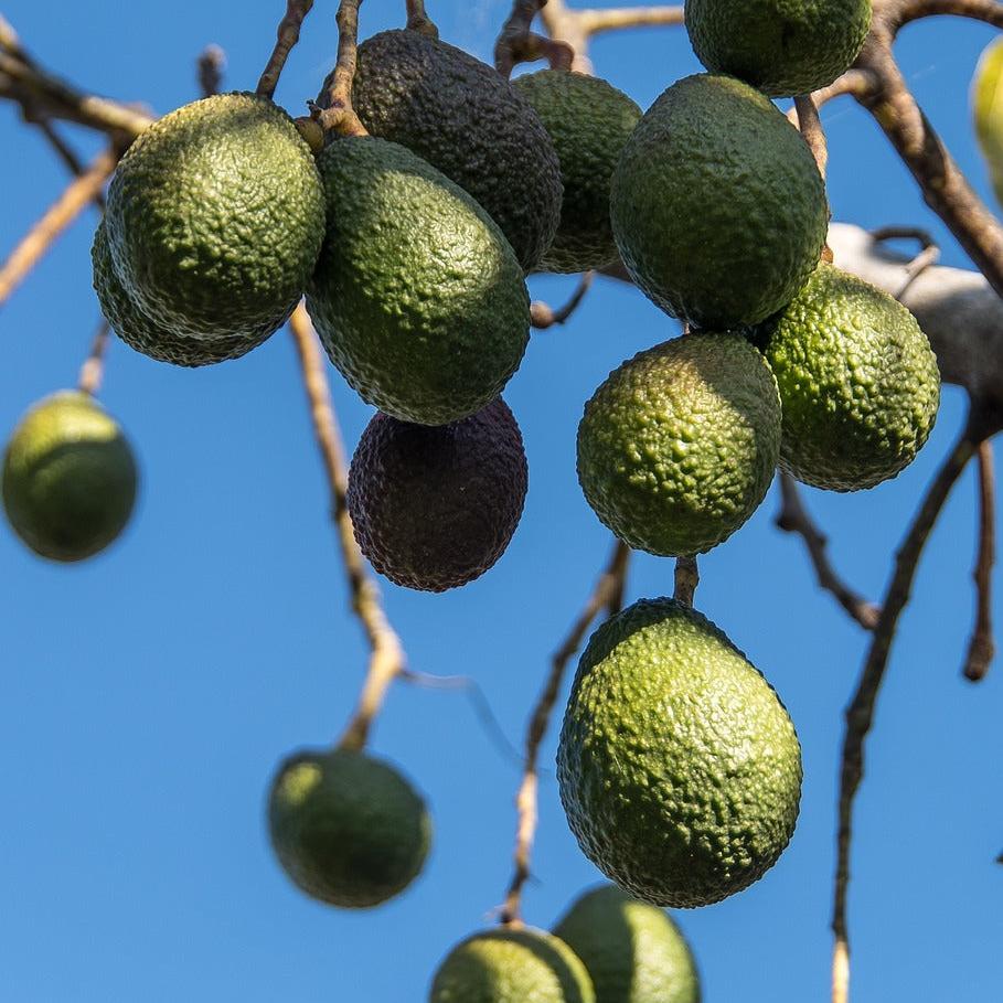 Avocado | Kiloware