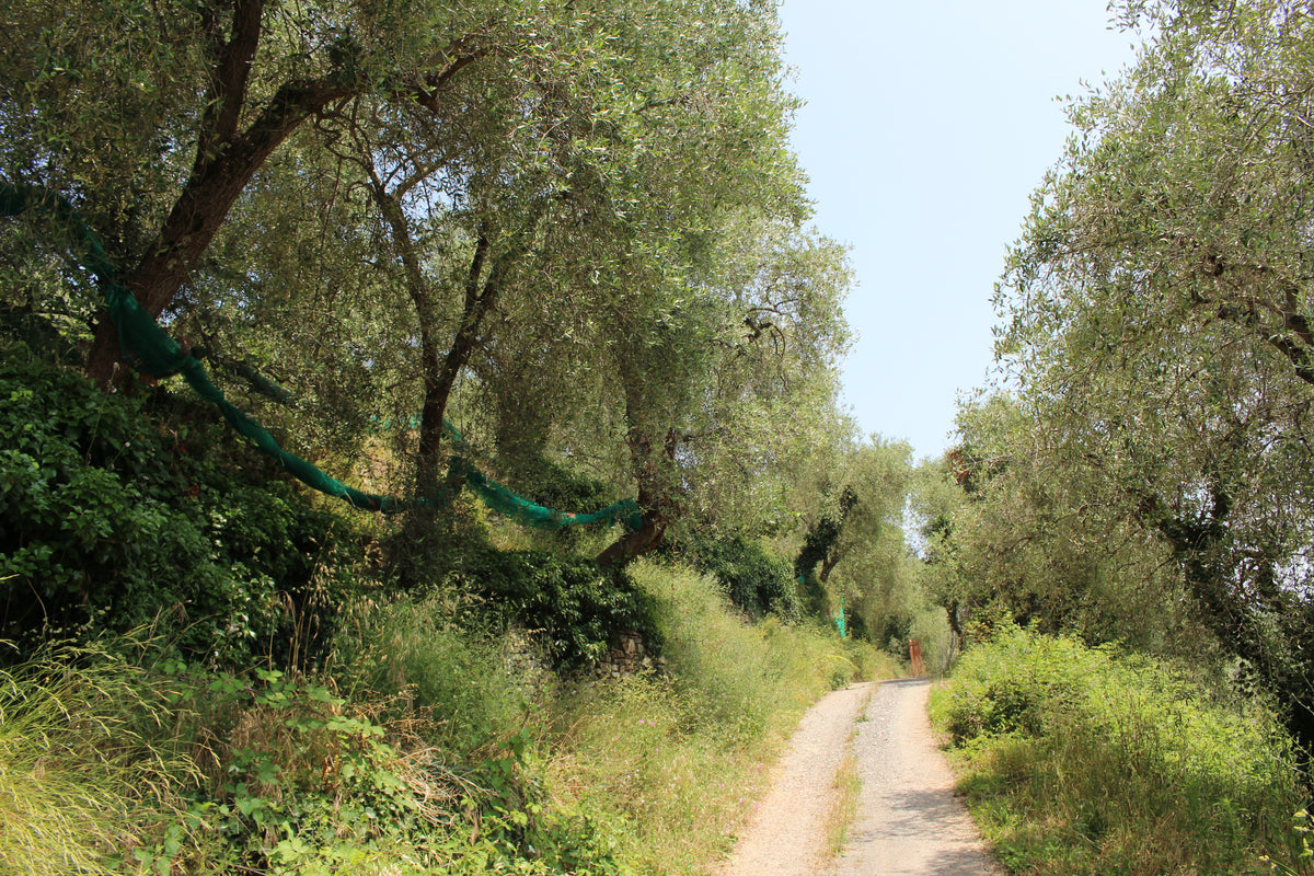 Olio Aicardi | Olivenöl Extravergine