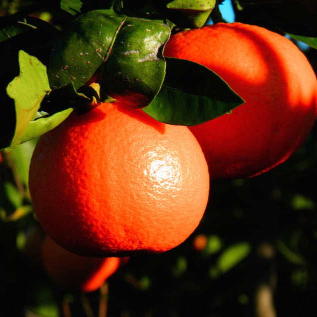 Klementine Tacle | 6kg Kiste