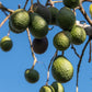 Avocado | Kiloware