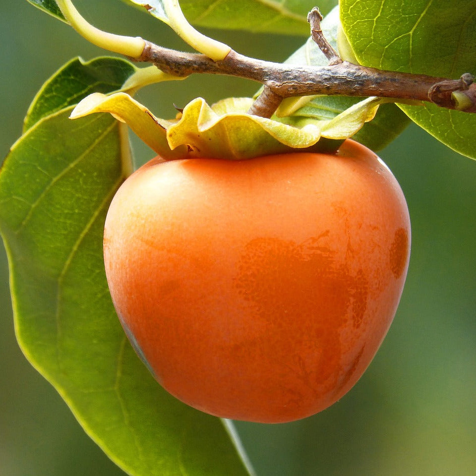 Sharonfrucht | 4kg Kiste
