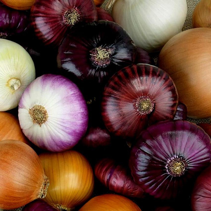 Zwiebeln | Kiloware