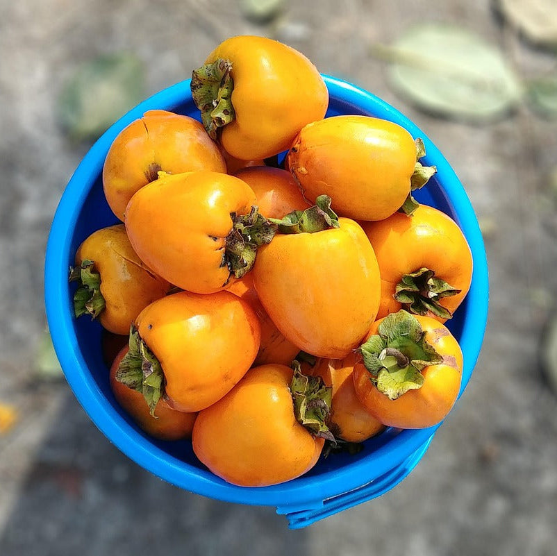 Sharonfrucht | 4kg Kiste