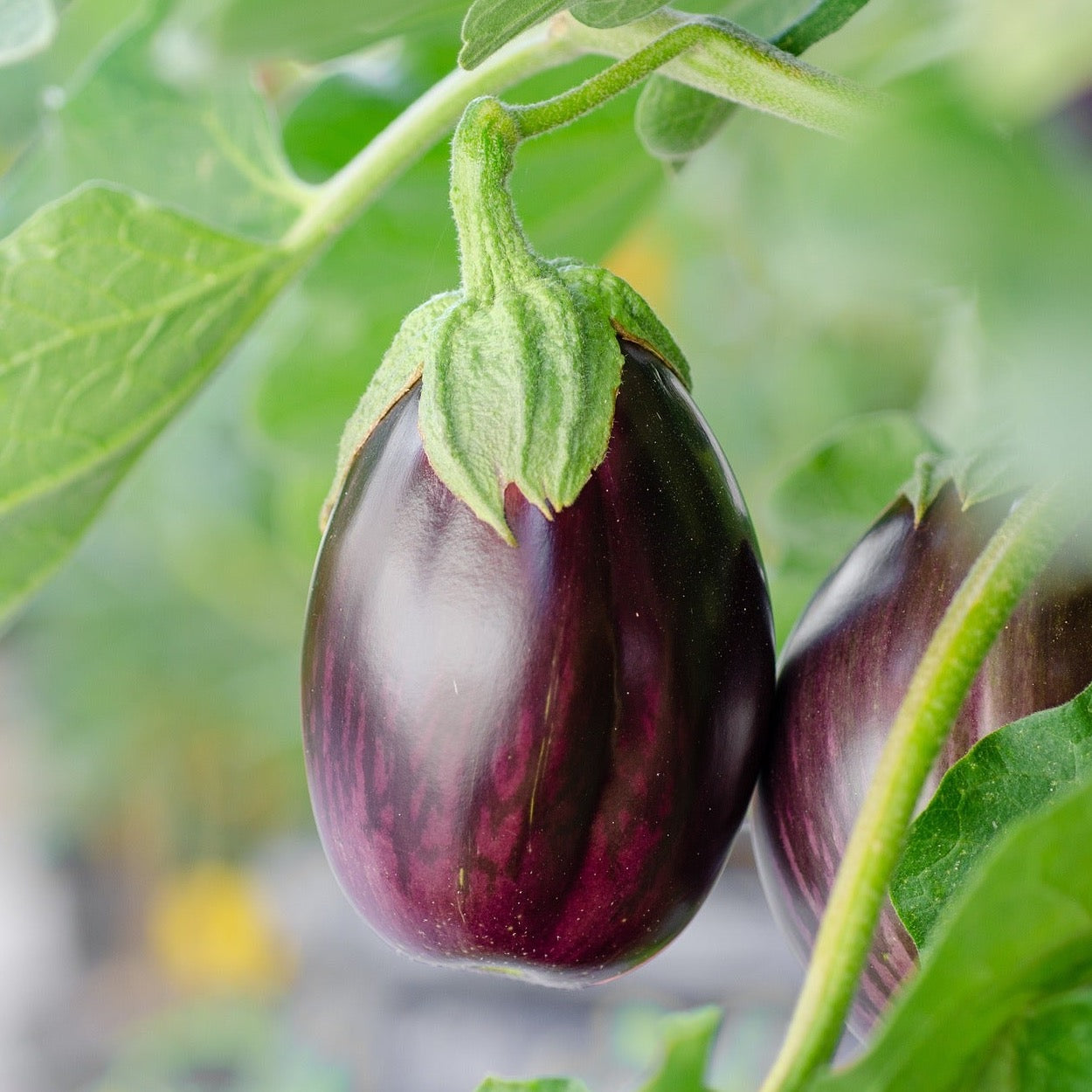 Auberginen | 5kg Kiste