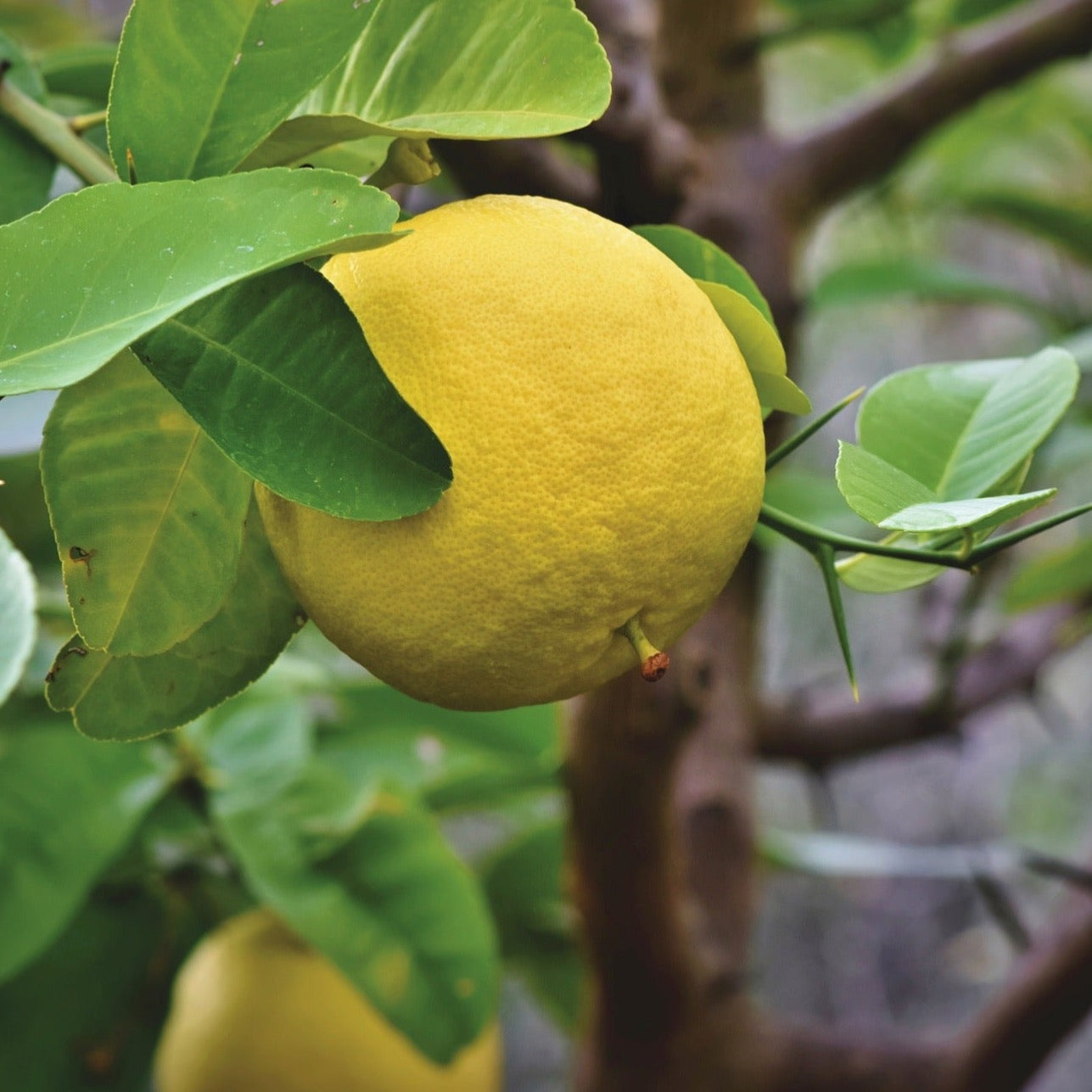 Grapefruit | 10kg Kiste