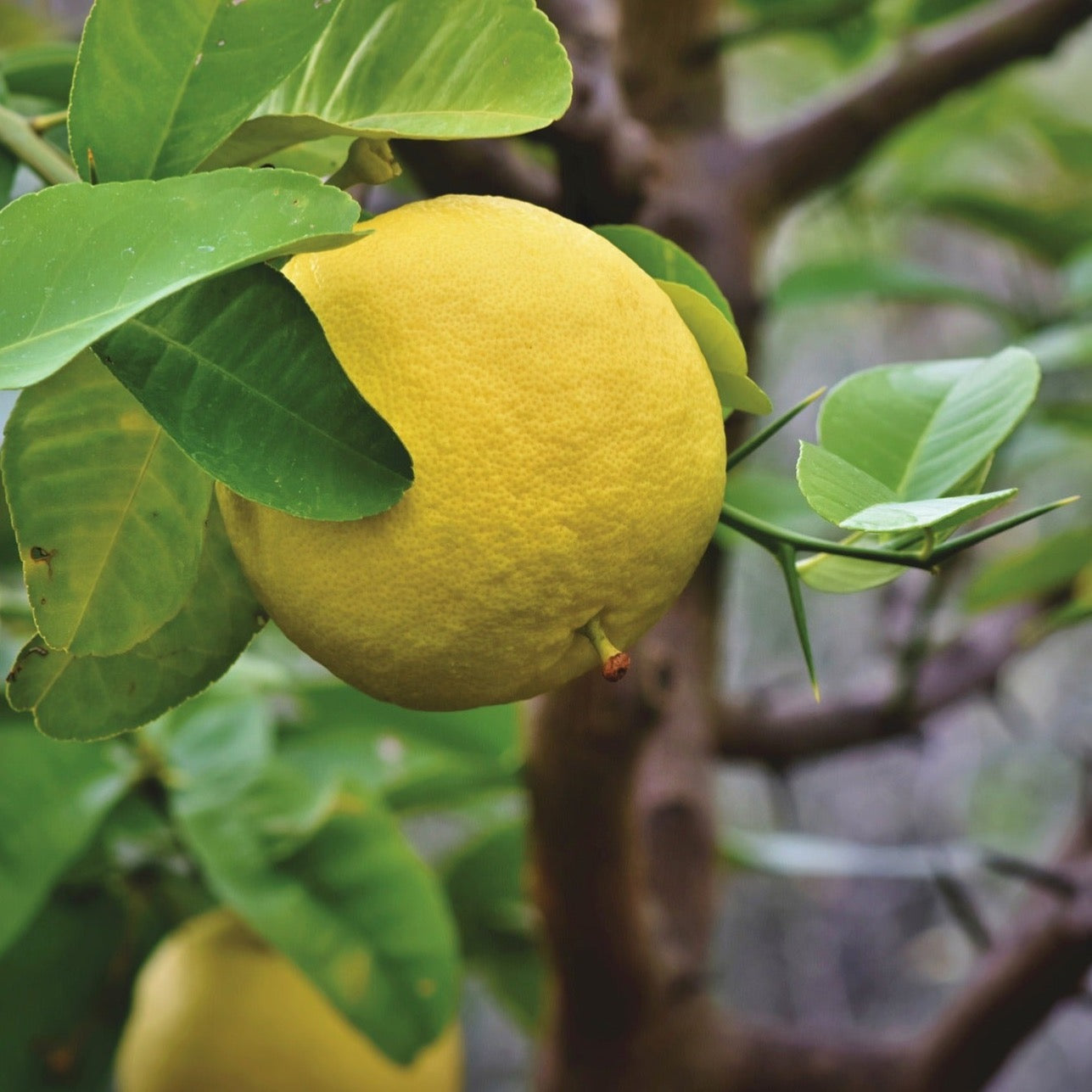 Grapefruit | Kiloware