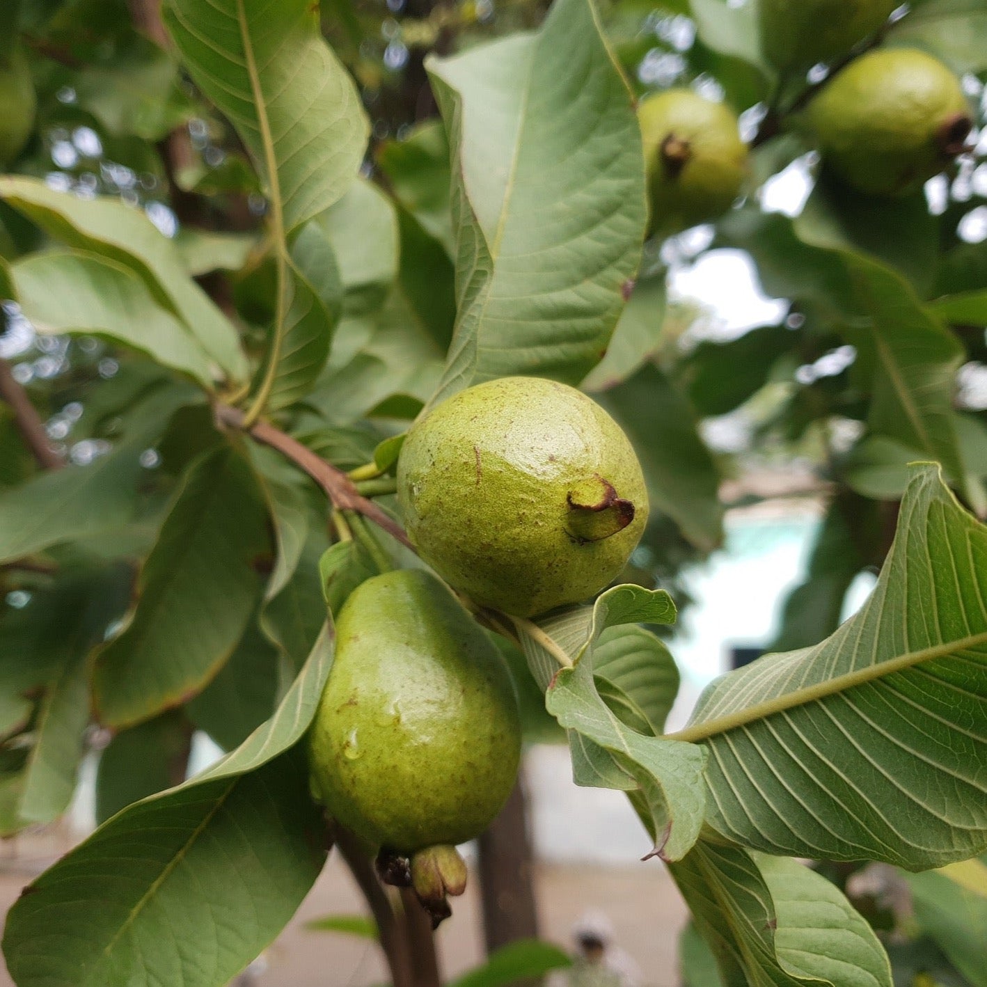 Feijoa | Kiloware