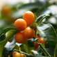 Kumquats | 4kg Kiste