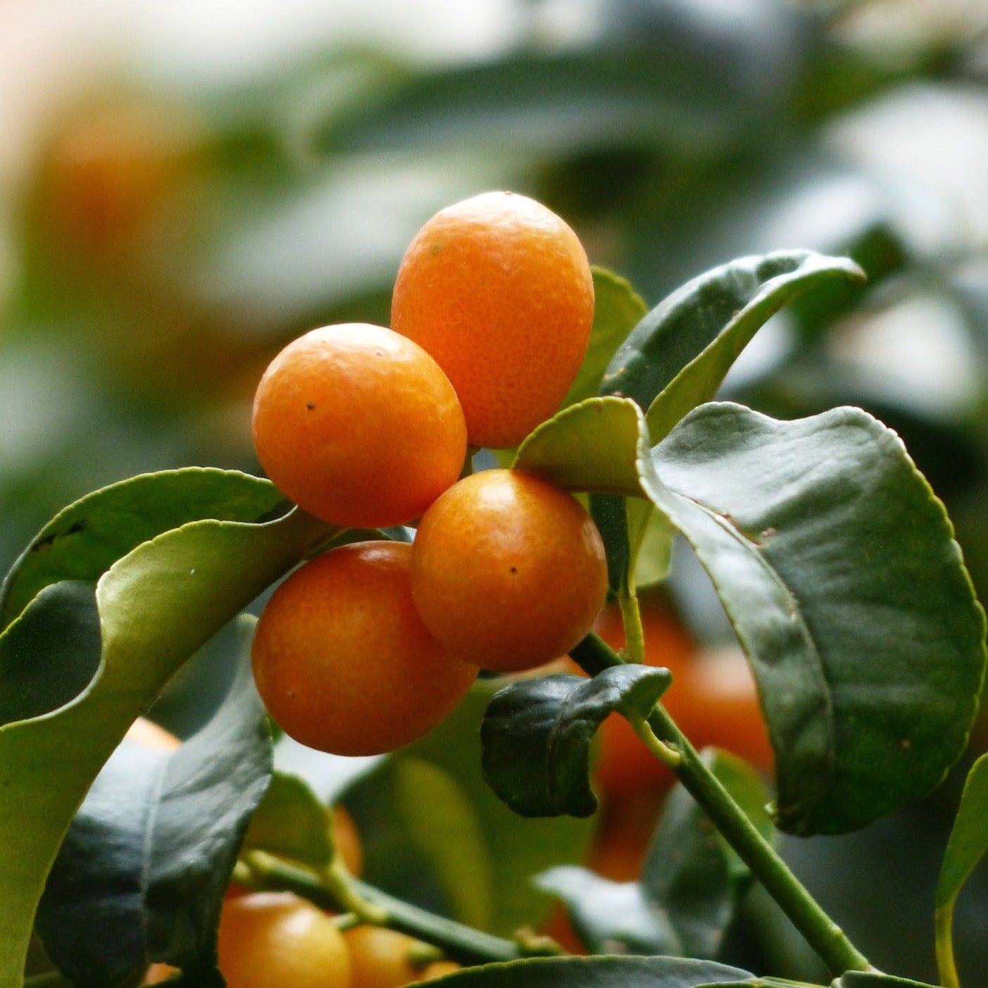 Kumquats | 4kg Kiste