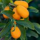 Kumquats | 4kg Kiste