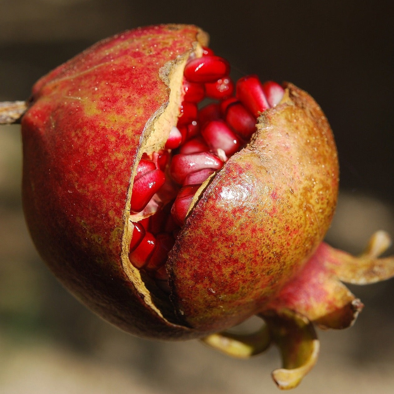 Granatäpfel | Kiloware