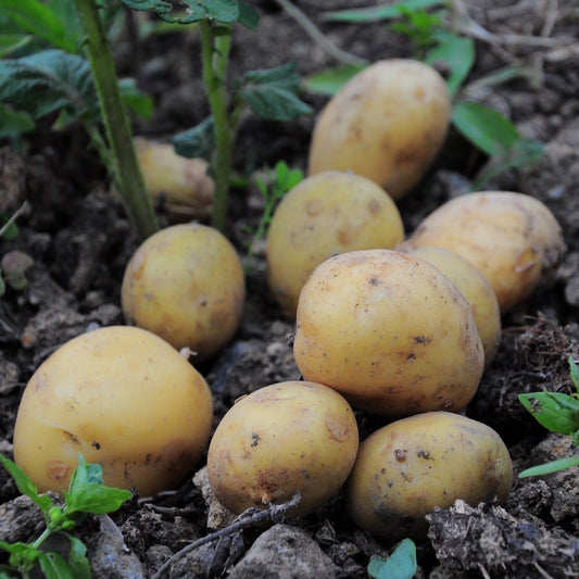 Kartoffeln | Kiloware