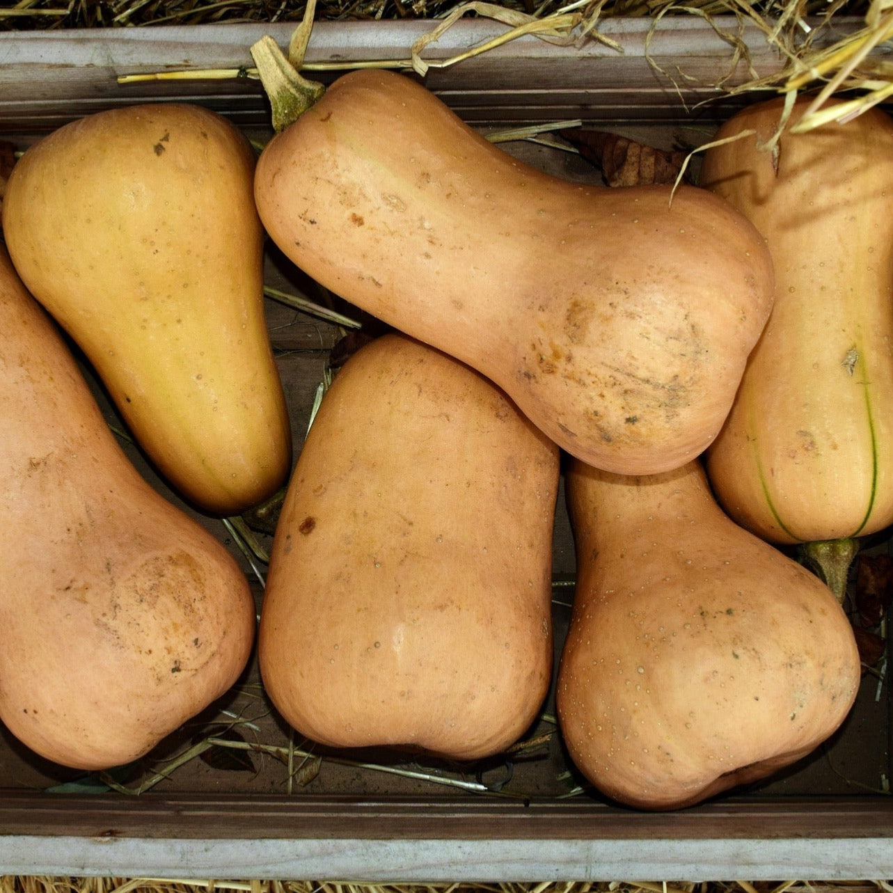 Kürbis Butternut | Halbe Kiste (2kg)